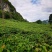 山野毛葡萄酿酒葡萄山野葡萄山葡萄毛葡萄高山葡萄