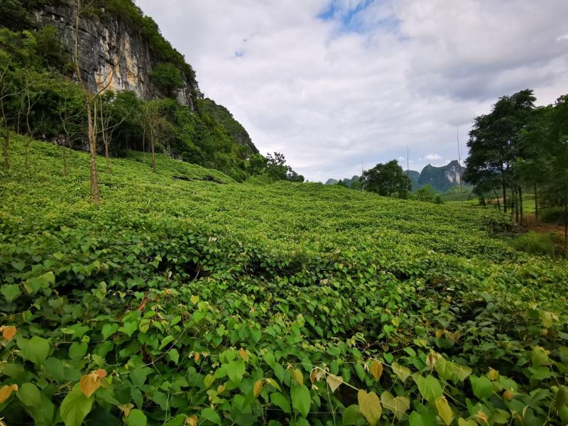 山野毛葡萄酿酒葡萄山野葡萄山葡萄毛葡萄高山葡萄