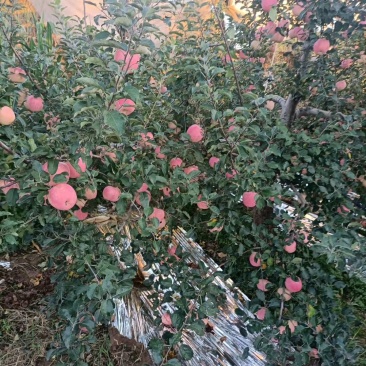 白水苹果
