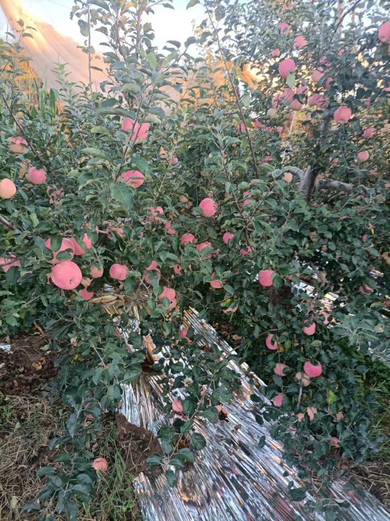 白水苹果