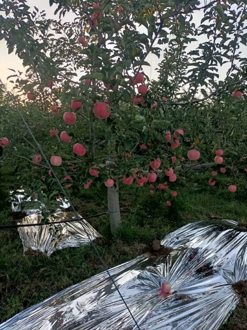 白水苹果