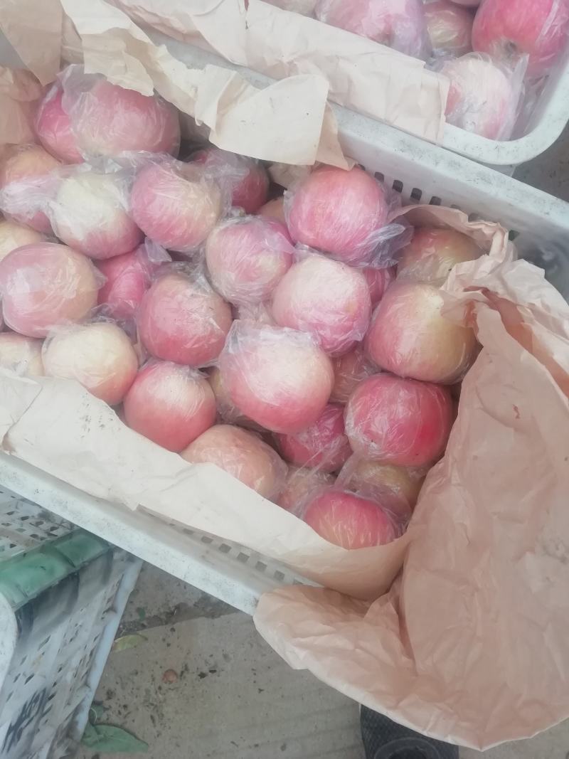 高坡优质苹果。欢迎你到来。