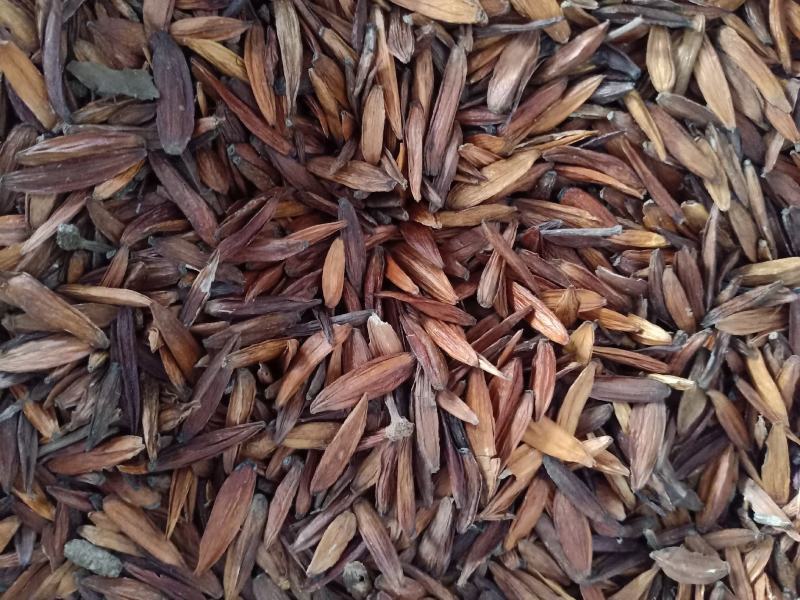 喜树果，喜树子干净无杂质量保证！经营各种中药原料！