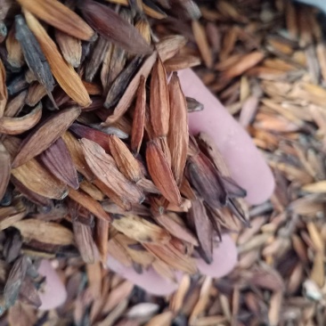 喜树果，喜树子干净无杂质量保证！经营各种中药原料！