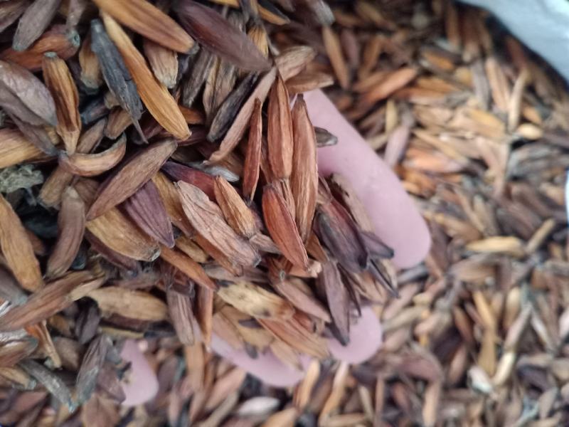 喜树果，喜树子干净无杂质量保证！经营各种中药原料！