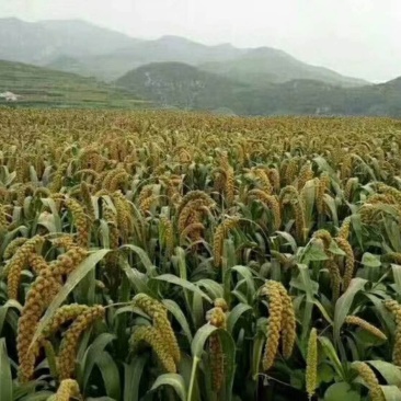 山东大山里的今年的小米