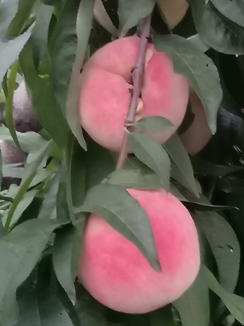 永连蜜桃七号个头大甜度高
