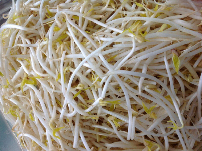 山东寿光，豆芽豆腐生产厂家，全部厂家生产