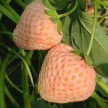 雪兔草莓苗日本雪兔草莓苗批发品种纯量大多