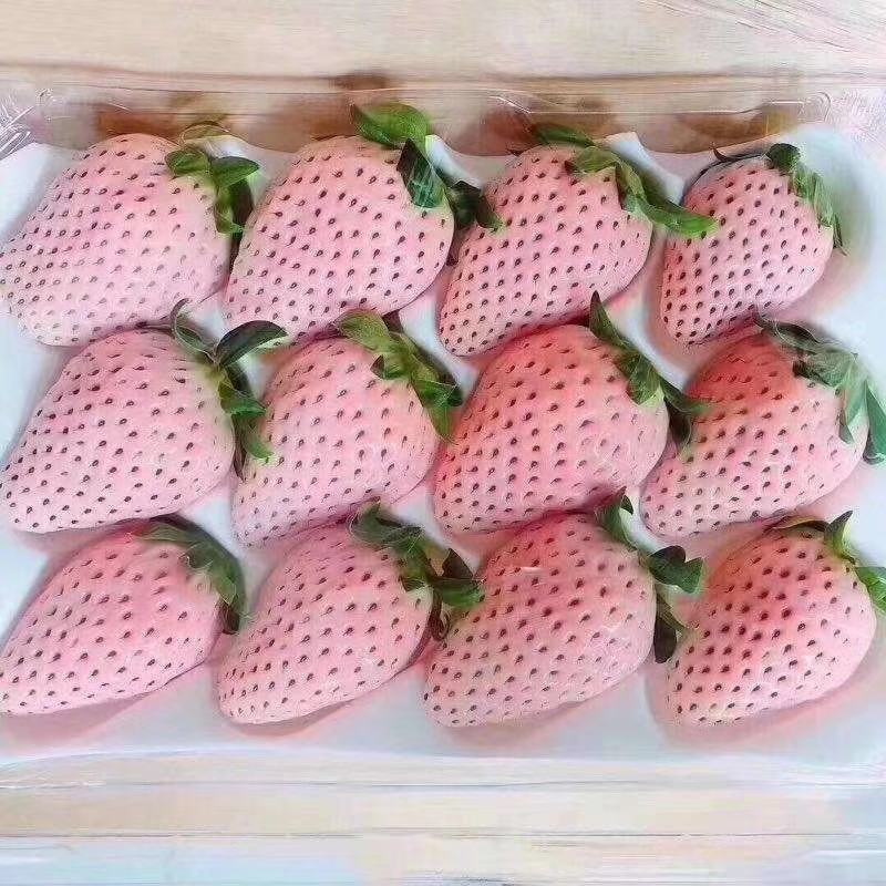 雪兔草莓苗日本雪兔草莓苗批发品种纯量大优惠多