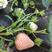 雪兔草莓苗日本雪兔草莓苗批发品种纯量大优惠多