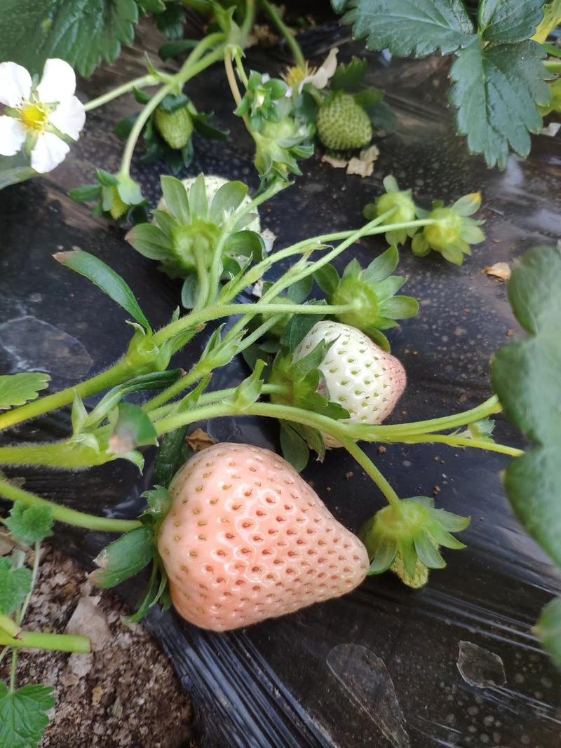 雪兔草莓苗日本雪兔草莓苗批发品种纯量大优惠多