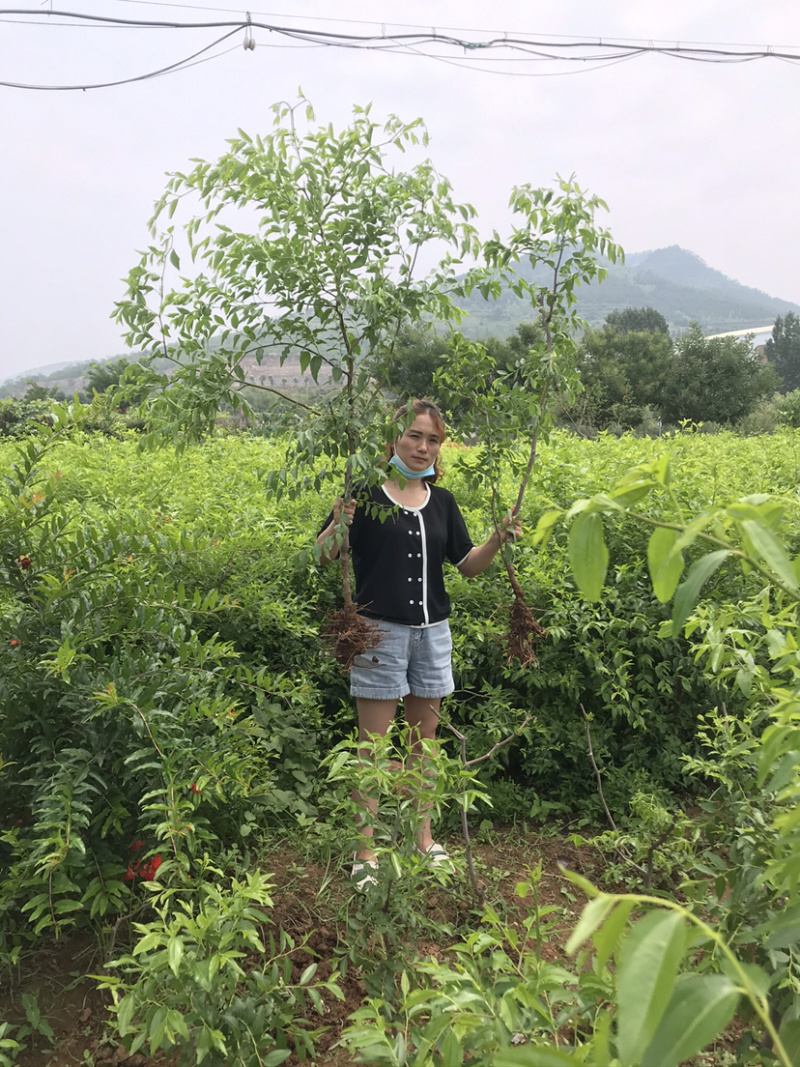 嫁接沾化冬枣苗枣子树苗正宗冬枣树苗二代冬枣苗南北方种植