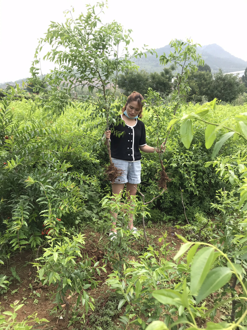 枣树苗蜂蜜罐枣苗细脆味甜大糖枣子苗嫁接苗当年结果苗
