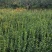 卫矛两年苗80公分以上数量有限