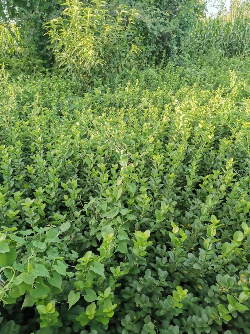 自己家种植高度80以上价格便宜数量有限欢迎订购