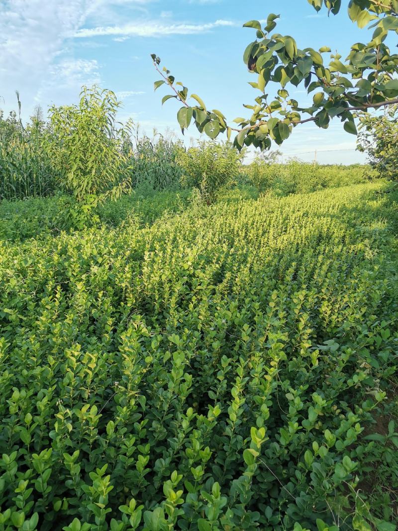 自己家种植高度80以上价格便宜数量有限欢迎订购