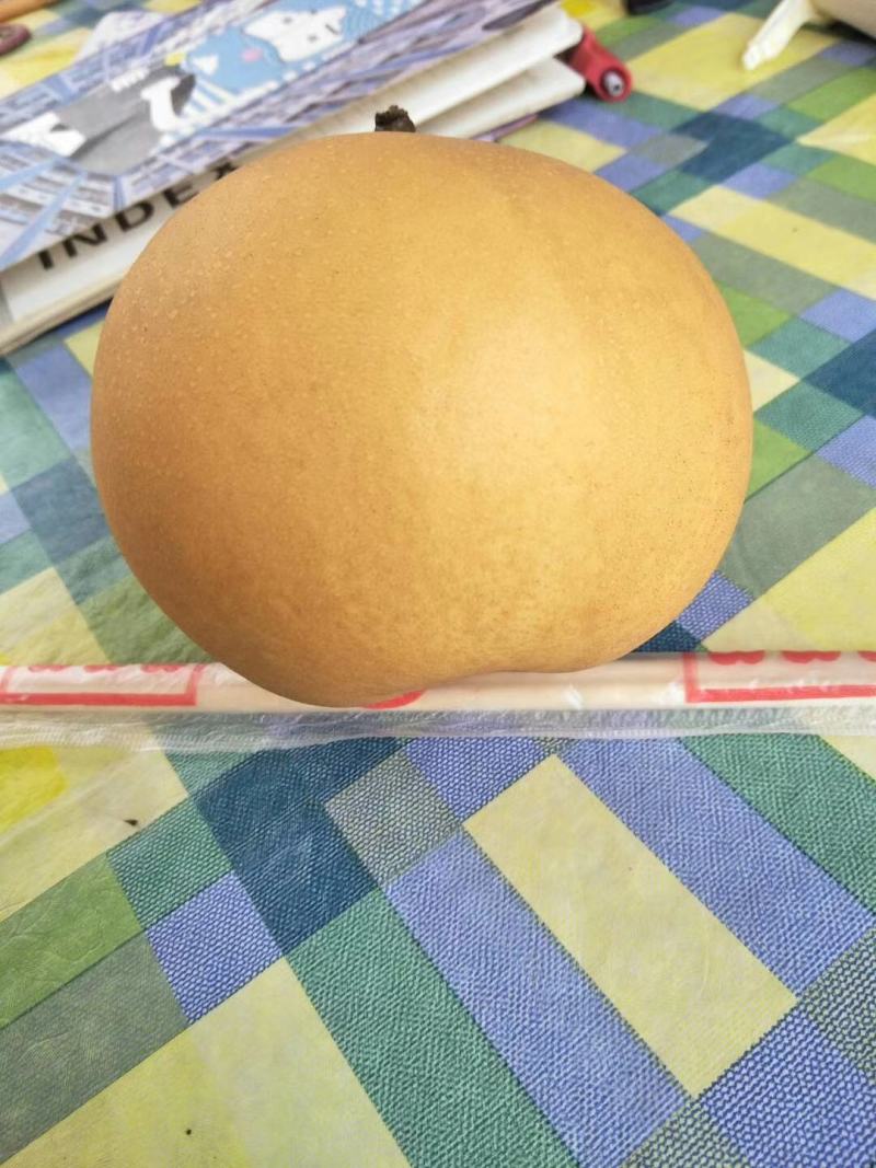 新高梨，大量上市，欢迎各地老板前来选购，糖分高，口感好