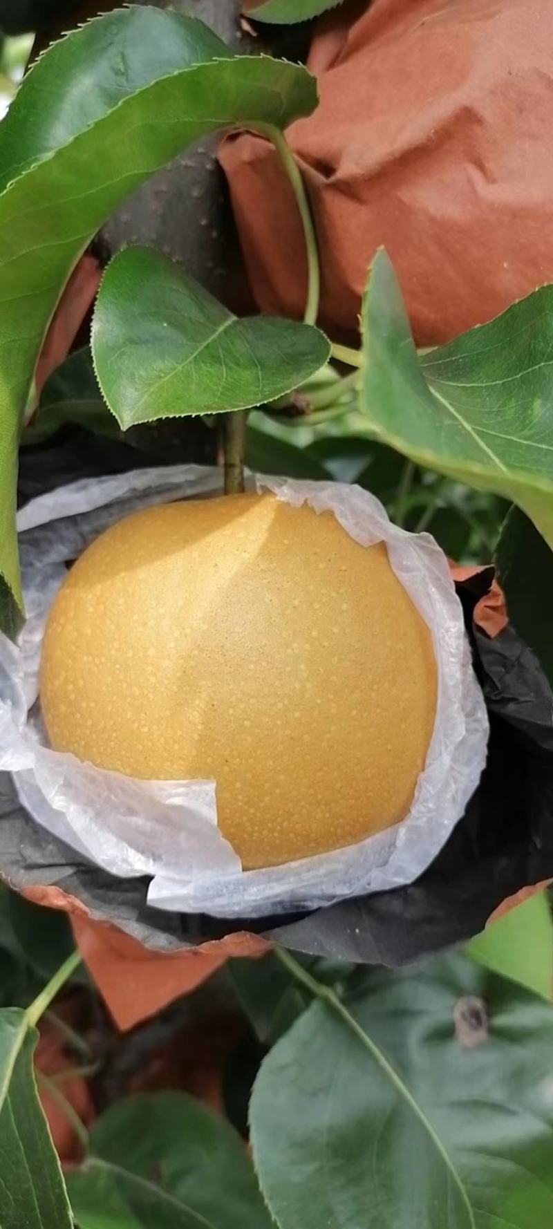新高梨，大量上市，欢迎各地老板前来选购，糖分高，口感好