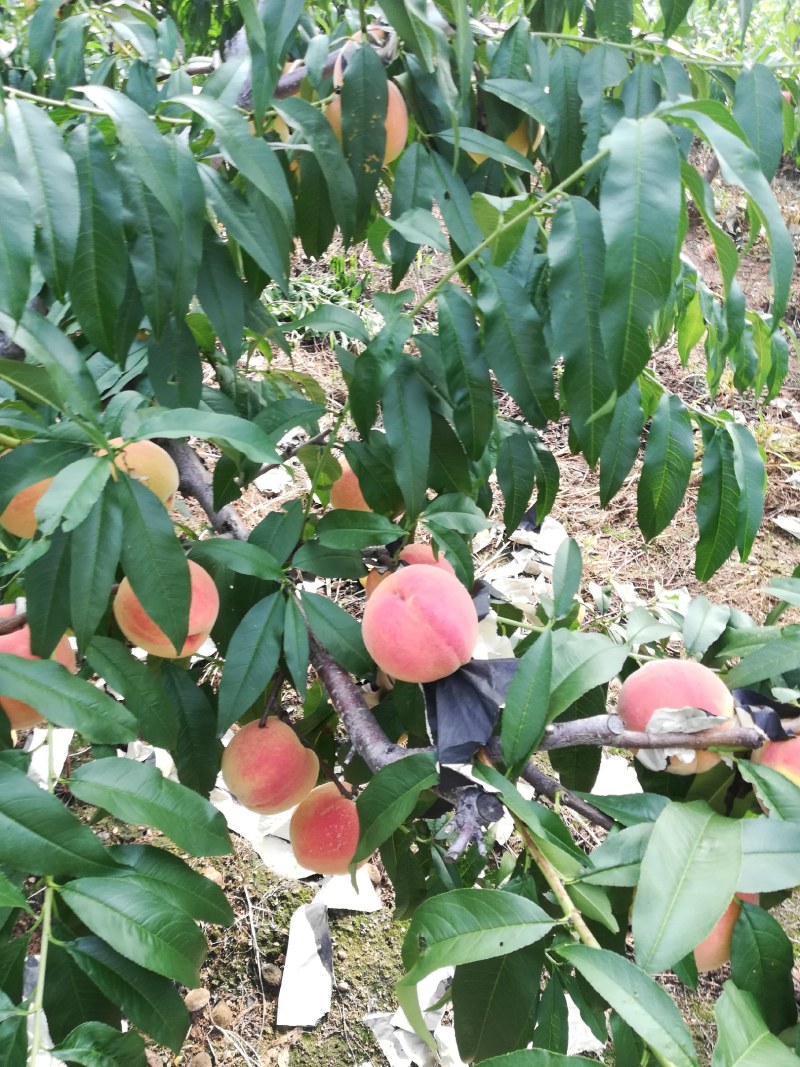 辽宁地区陆地9号桃子货源充兄，产地直销，个大皮毛好保质保