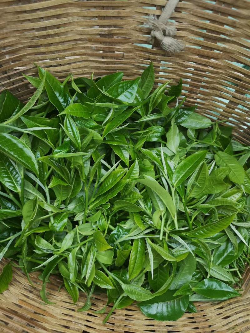 红茶滇红功夫茶古树茶高香红特级59元一斤包邮类似野生茶