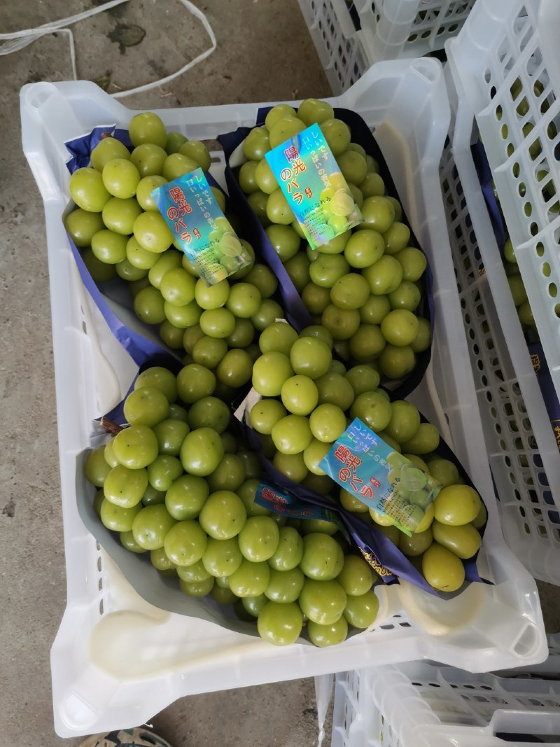 宜兴市阳光玫瑰大量上市