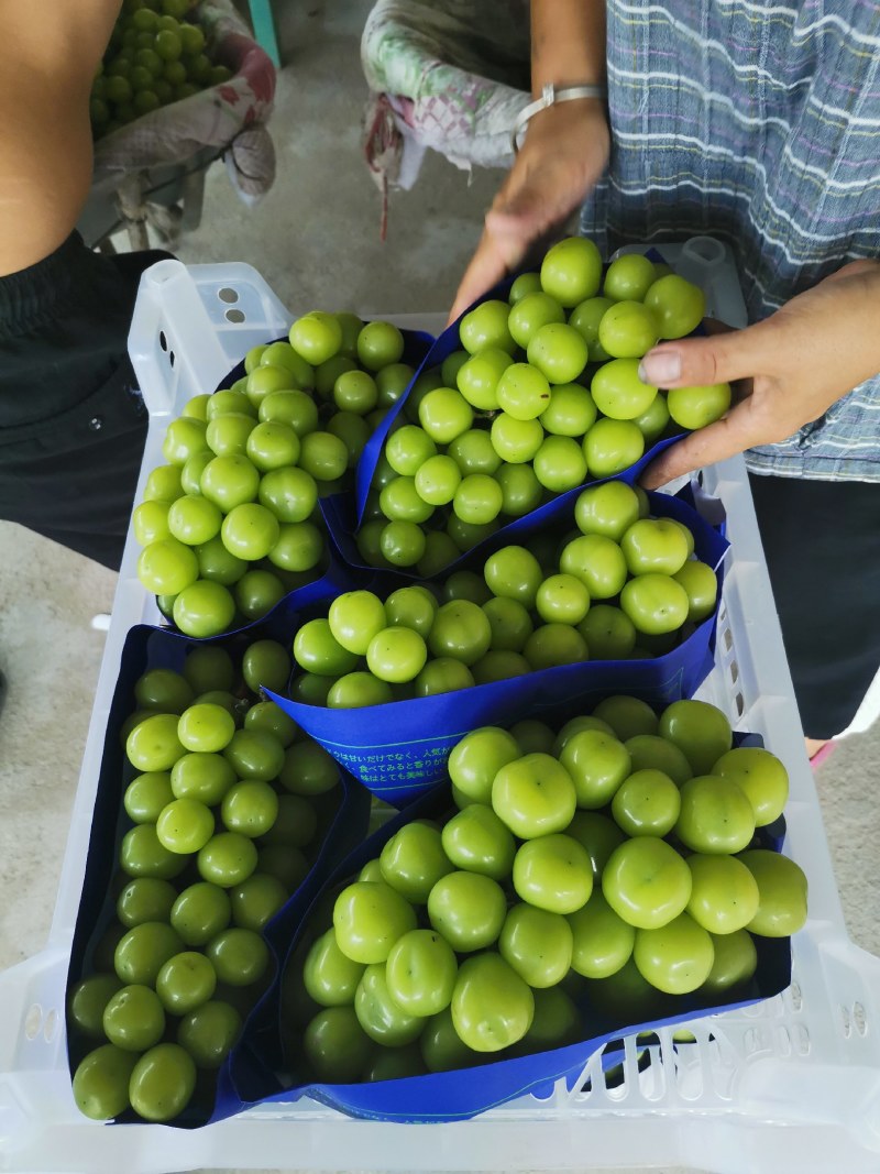 宜兴市阳光玫瑰大量上市