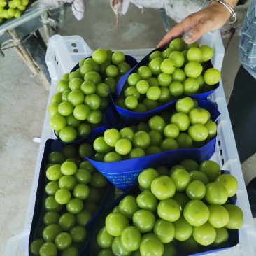宜兴市阳光玫瑰大量上市