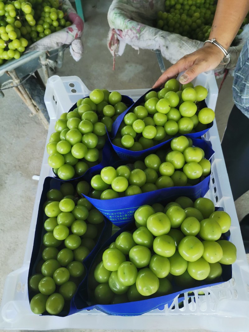 宜兴市阳光玫瑰大量上市