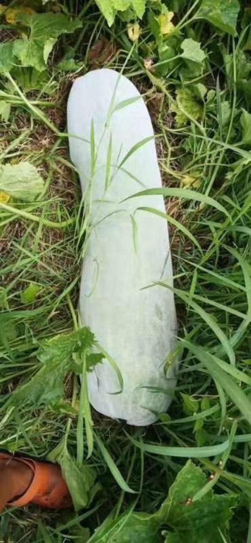 黑皮冬瓜，20斤以上，产地直销，可视频看货，欢迎采购