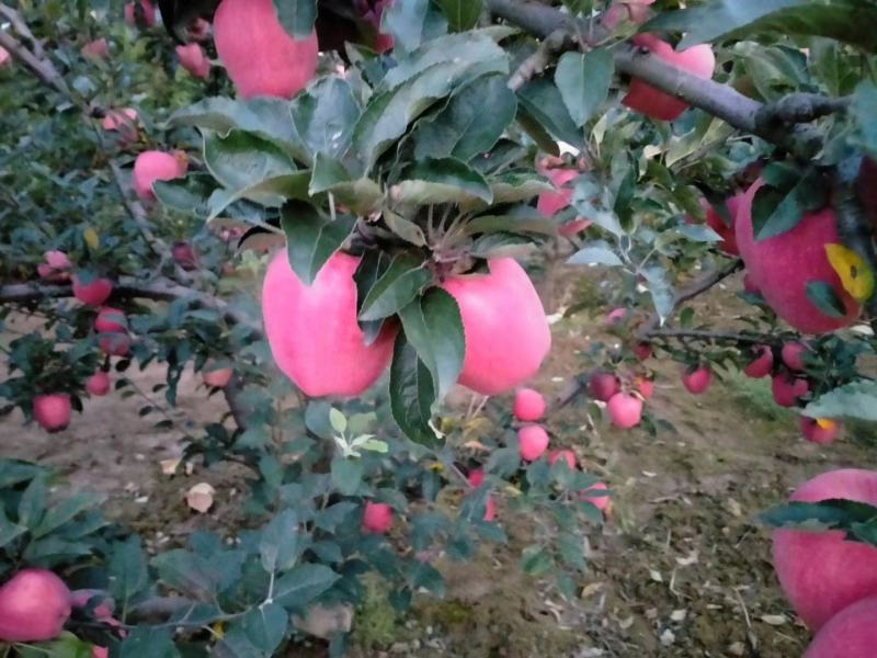 套袋花牛苹果高山果，电商对接