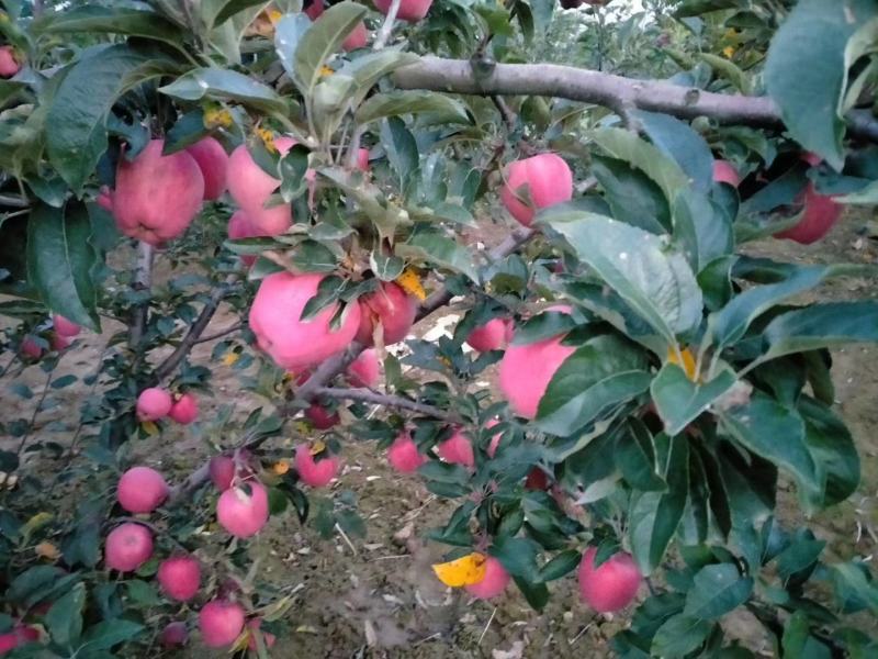 套袋花牛苹果高山果，电商对接