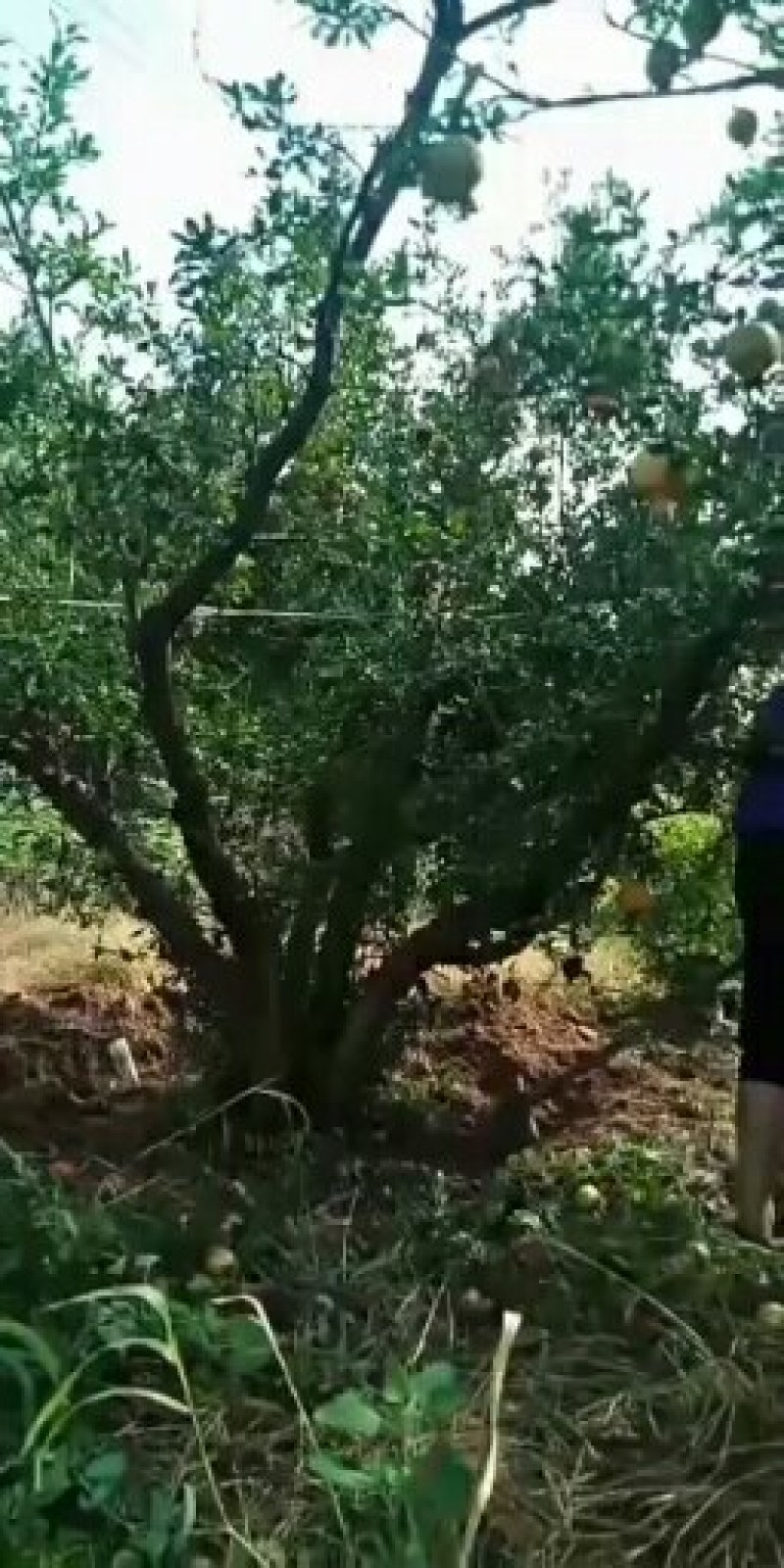 精品石榴树，丛生石榴，独杆石榴，基地供应，质量保障