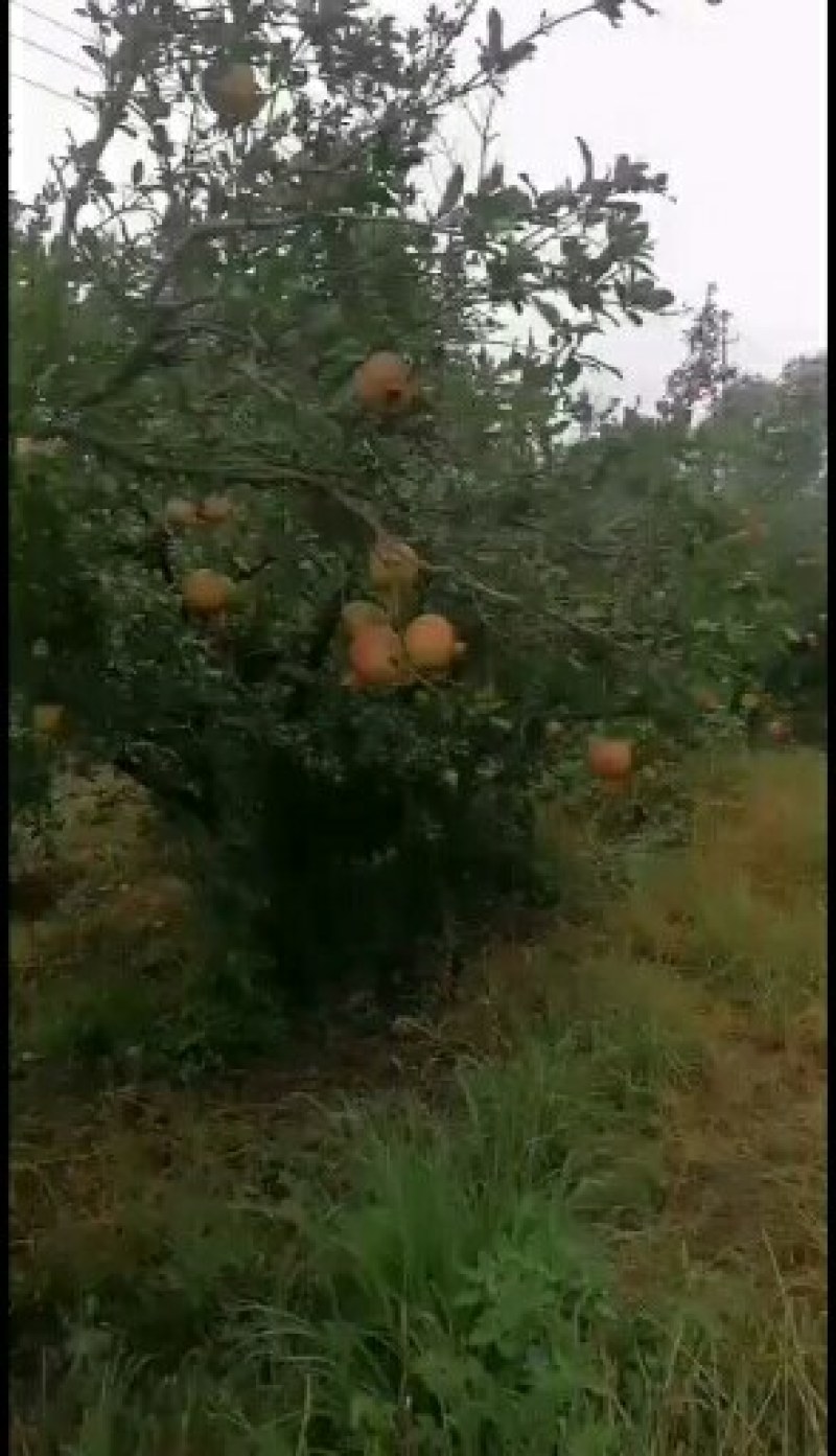 精品石榴树，丛生石榴，独杆石榴，基地供应，质量保障