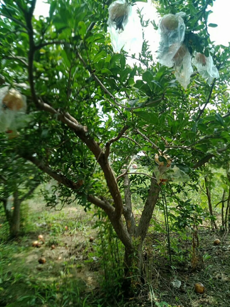 精品石榴树，丛生石榴，独杆石榴，基地供应，质量保障