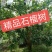 精品石榴树，丛生石榴，独杆石榴，基地供应，质量保障