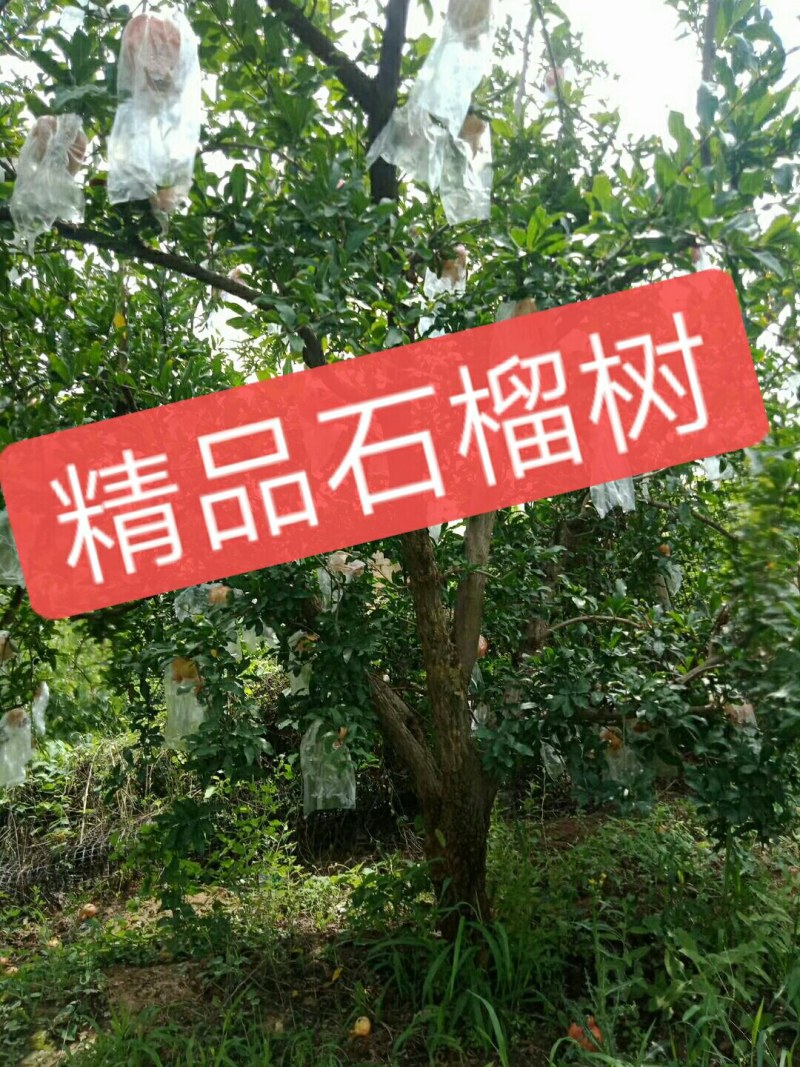 精品石榴树，丛生石榴，独杆石榴，基地供应，质量保障