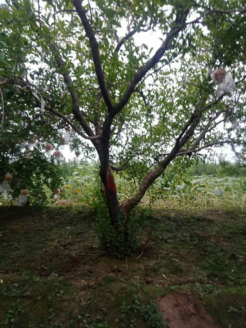 精品石榴树，丛生石榴，独杆石榴，基地供应，质量保障