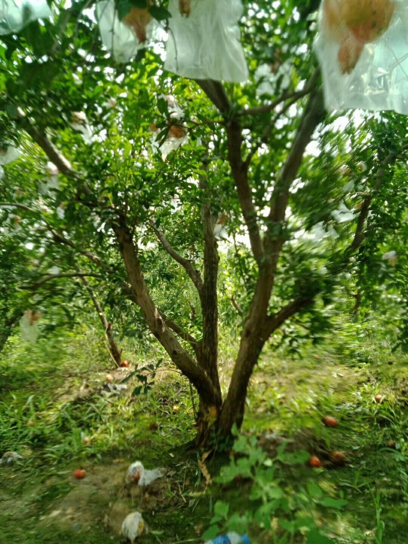 精品石榴树，丛生石榴，独杆石榴，基地供应，质量保障