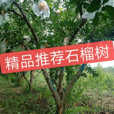 精品石榴树，丛生石榴，独杆石榴，基地供应，质量保障