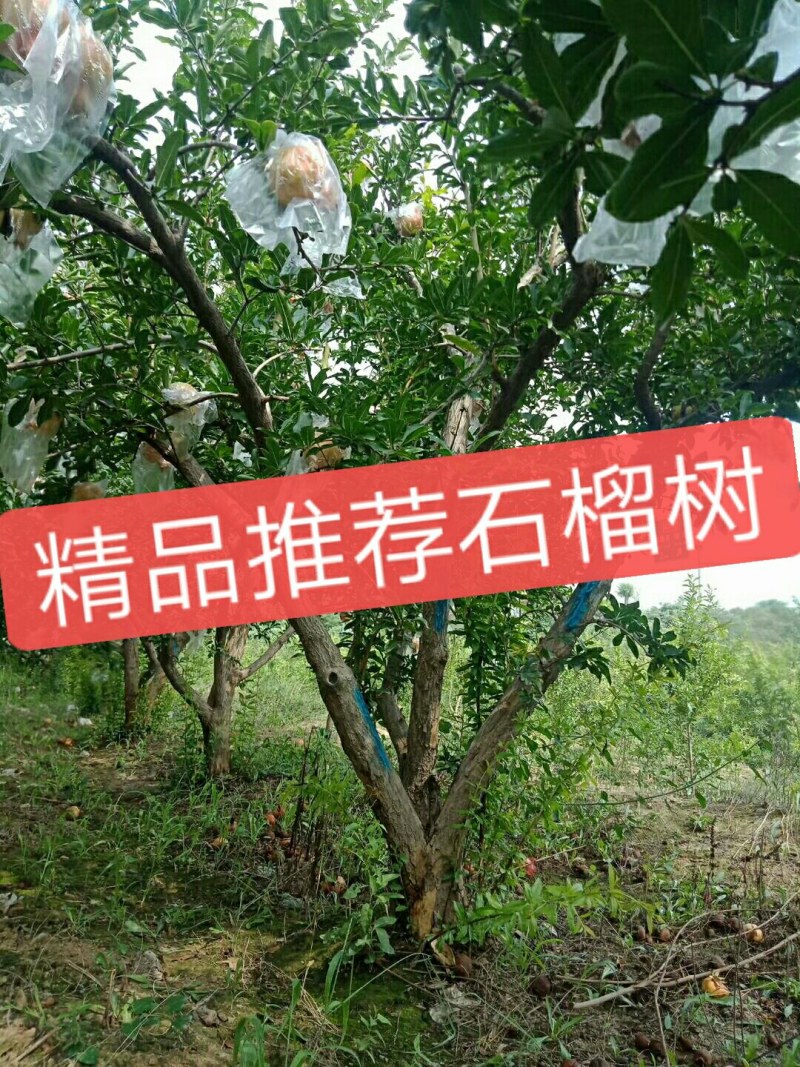 精品石榴树，丛生石榴，独杆石榴，基地供应，质量保障
