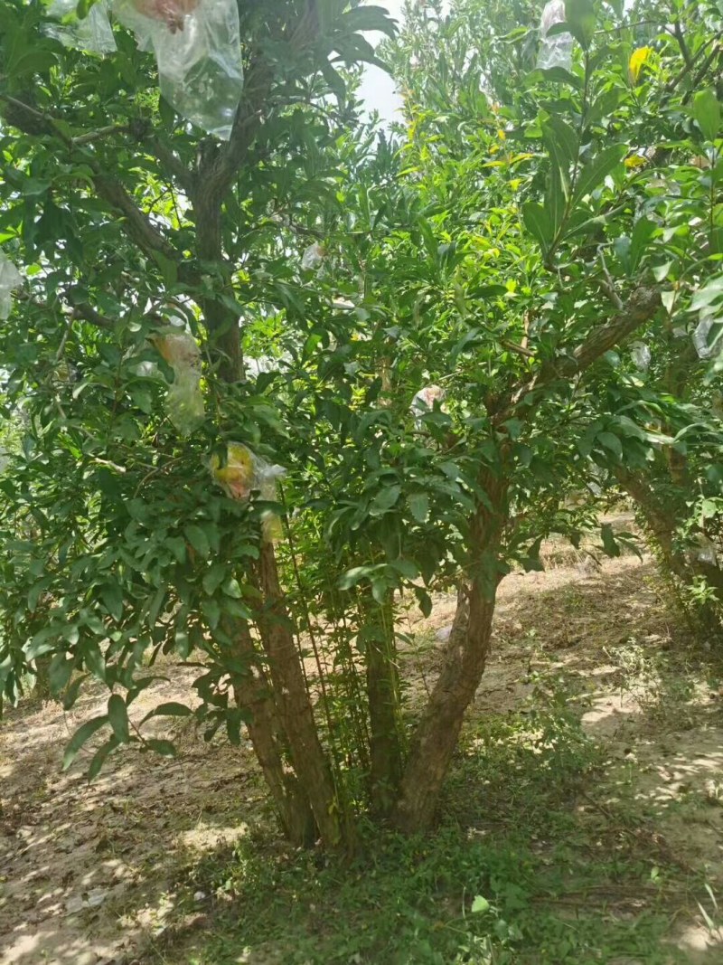 精品石榴树，丛生石榴，独杆石榴，基地供应，质量保障