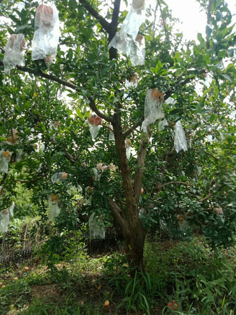 精品石榴树，丛生石榴，独杆石榴，基地供应，质量保障