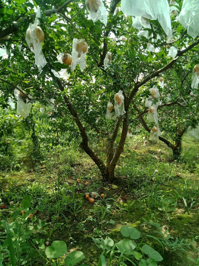 精品石榴树，丛生石榴，独杆石榴，基地供应，质量保障