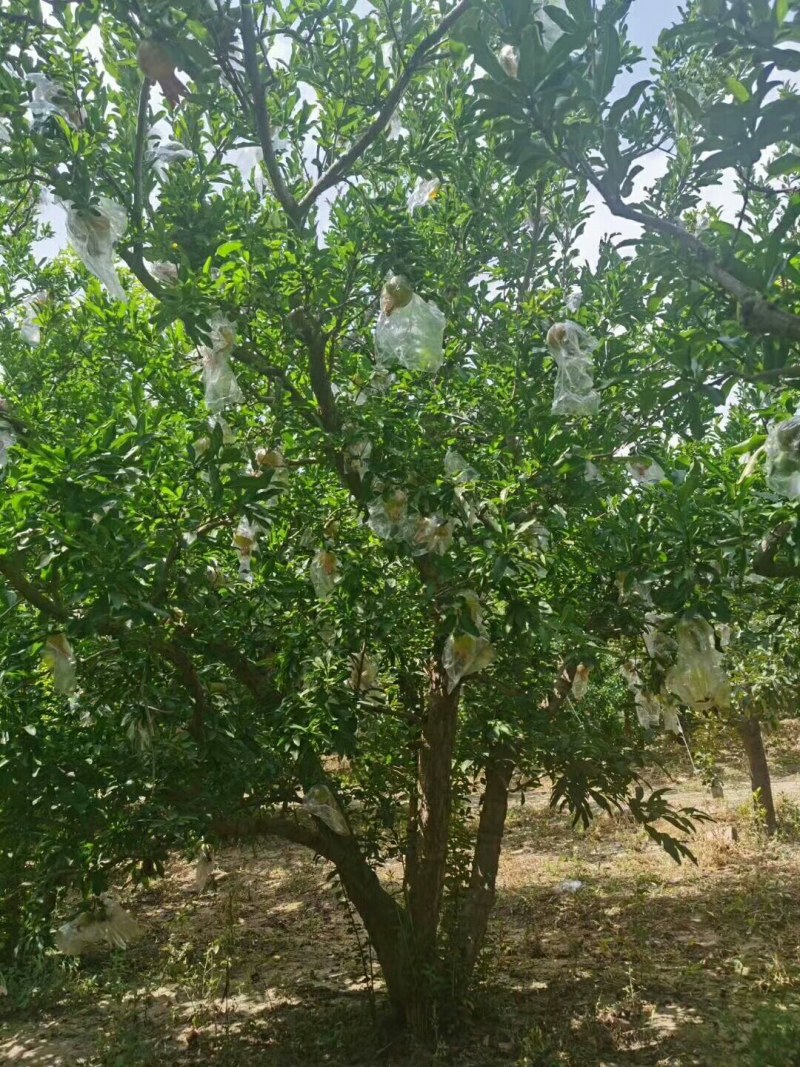 精品石榴树，丛生石榴，独杆石榴，基地供应，质量保障
