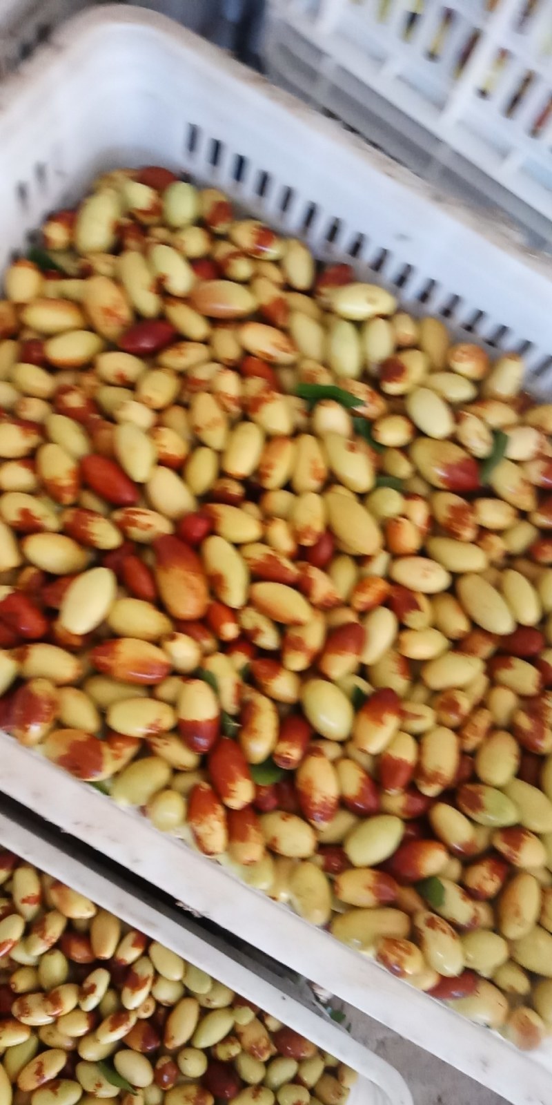 马牙枣子弹头大量上市啦！