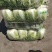 精品大白菜，量大价优