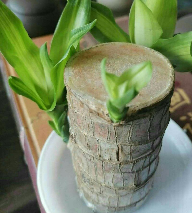 巴西木格鲁特四季常青水培幸运木植物室内阳台办公室盆栽