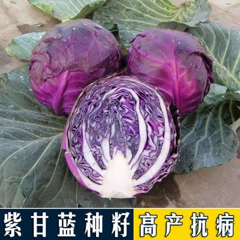 紫阳紫甘蓝种子紫甘兰结球包心菜苗春秋季四季高产抗病包菜种