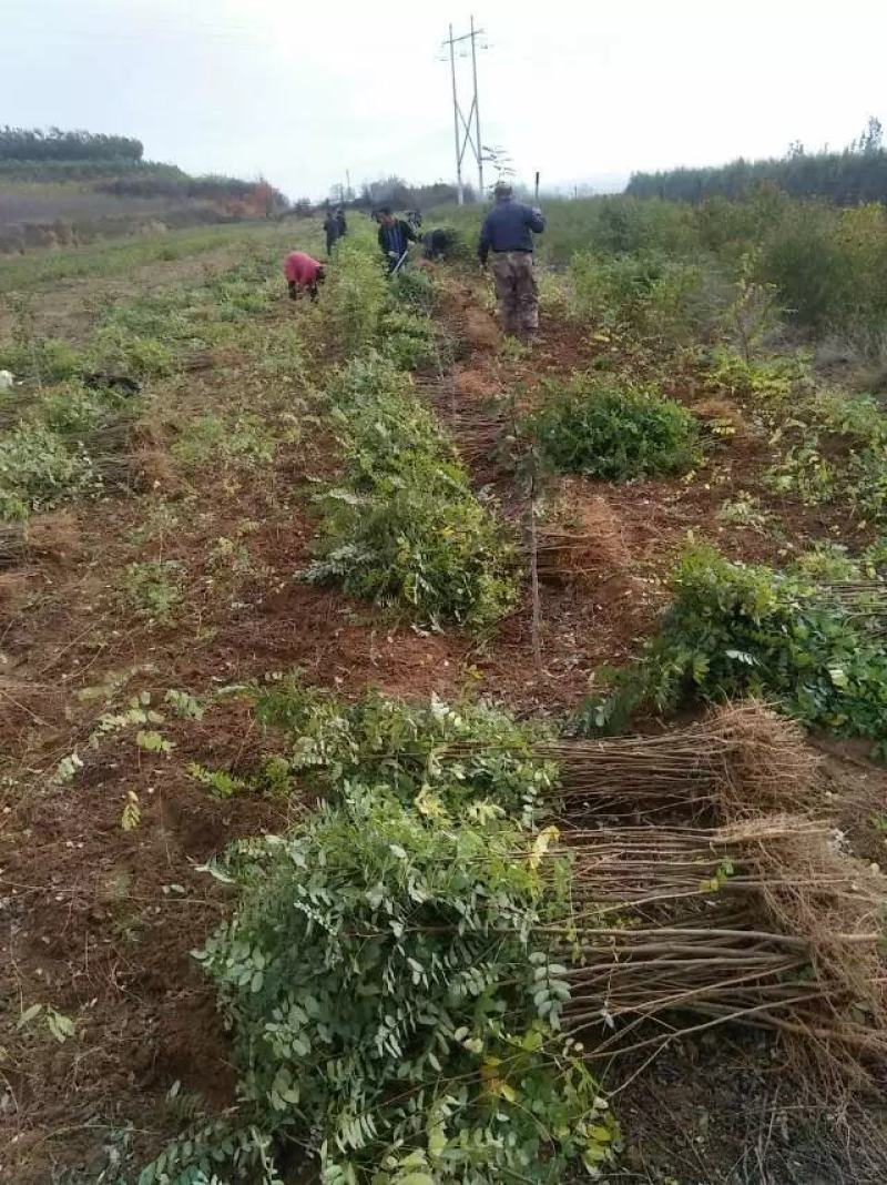 刺槐苗。高成活，易管理，地栽苗。货源充足，农户直销